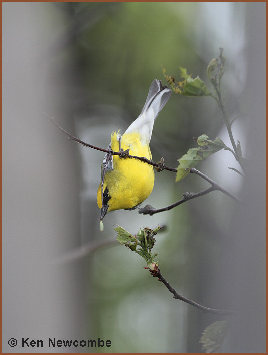 Blue-winged Warbler